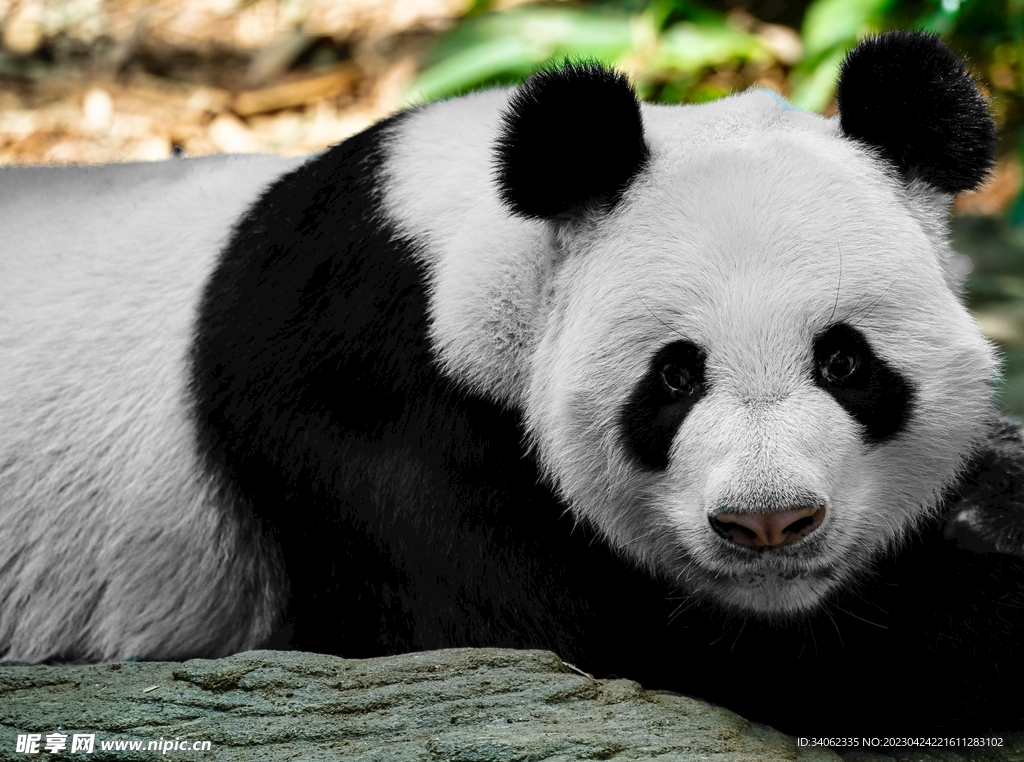 熊猫panda图片