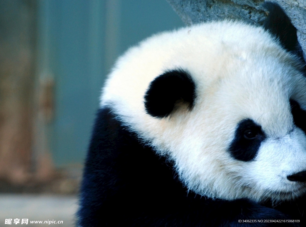 熊猫panda图片