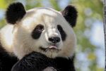 熊猫panda图片