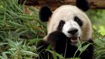 熊猫panda图片
