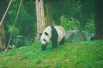 熊猫panda图片