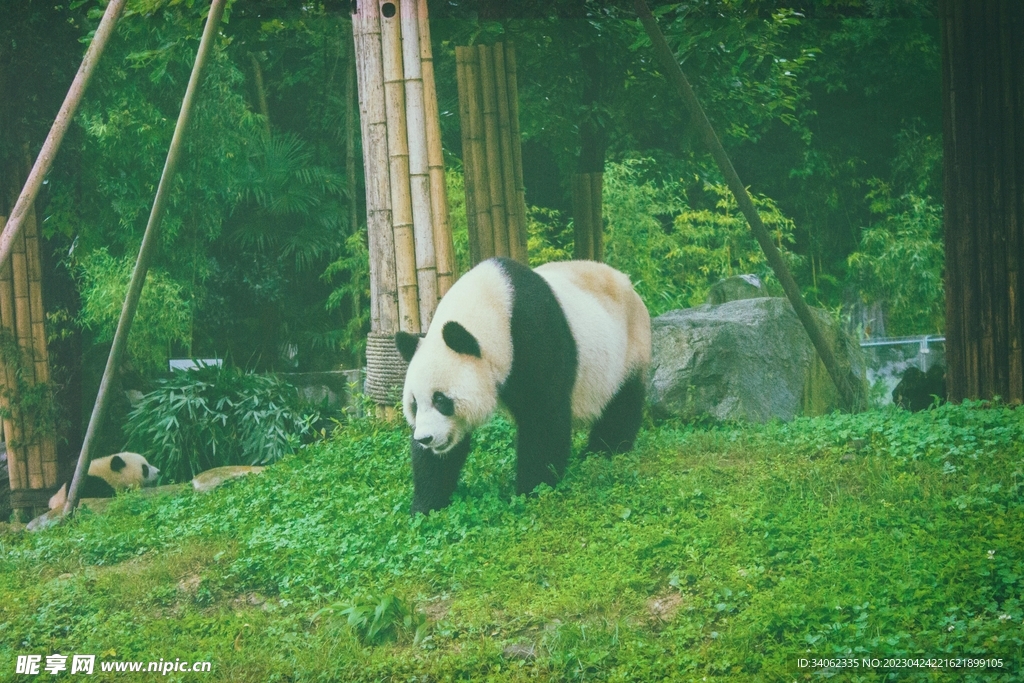熊猫panda图片