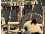 熊猫panda图片