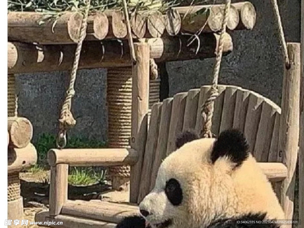 熊猫panda图片
