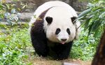 熊猫panda图片
