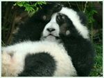 熊猫panda图片