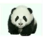 熊猫panda图片
