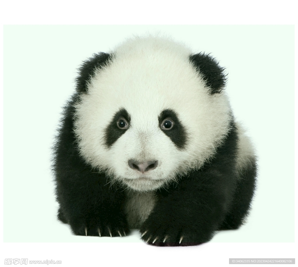 熊猫panda图片
