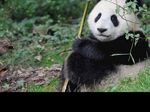 熊猫panda图片