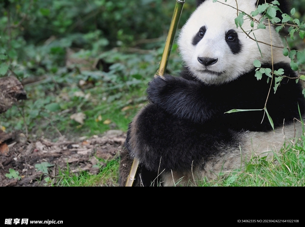 熊猫panda图片