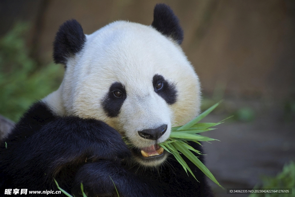 熊猫panda图片