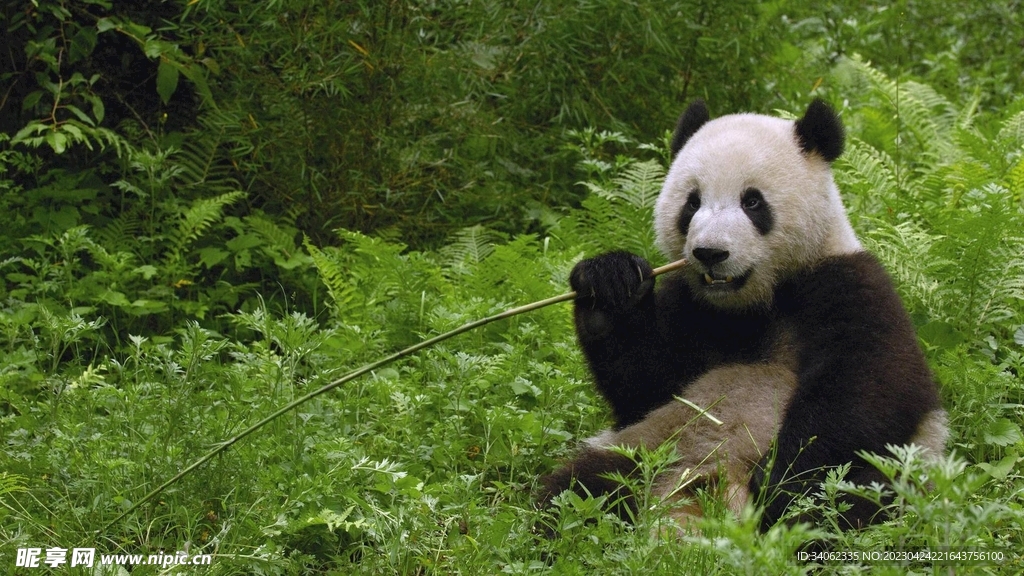 熊猫panda图片