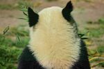 熊猫panda图片