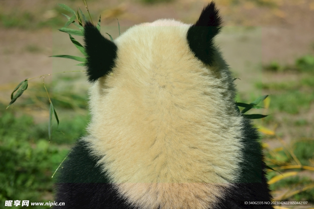 熊猫panda图片