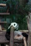 熊猫panda图片