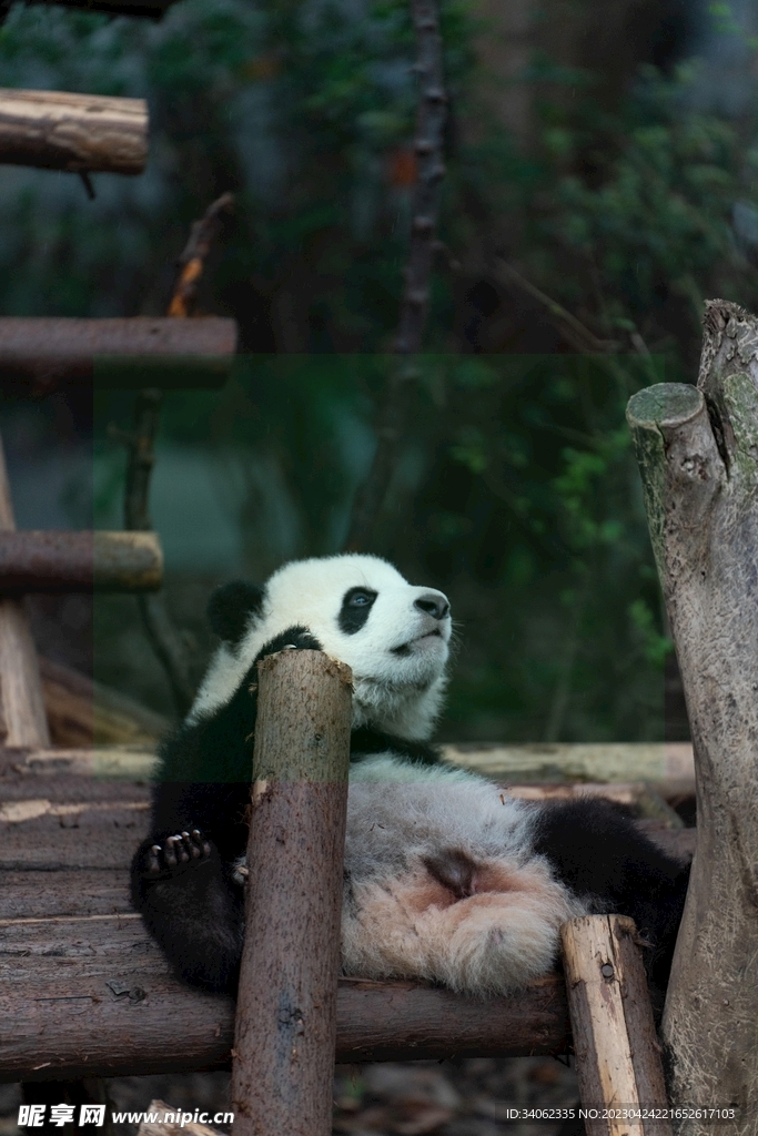 熊猫panda图片