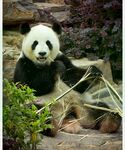 熊猫panda图片