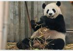 熊猫panda图片