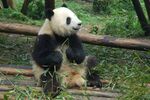 熊猫panda图片