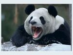 熊猫panda图片