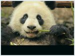 熊猫panda图片