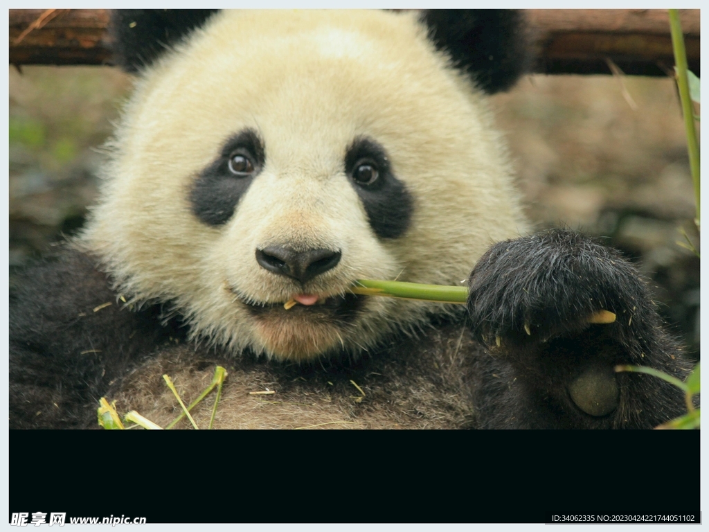 熊猫panda图片