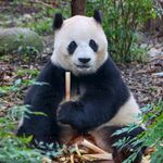 熊猫panda图片