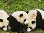 熊猫panda图片