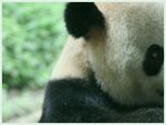 熊猫panda图片