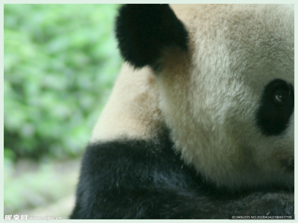 熊猫panda图片