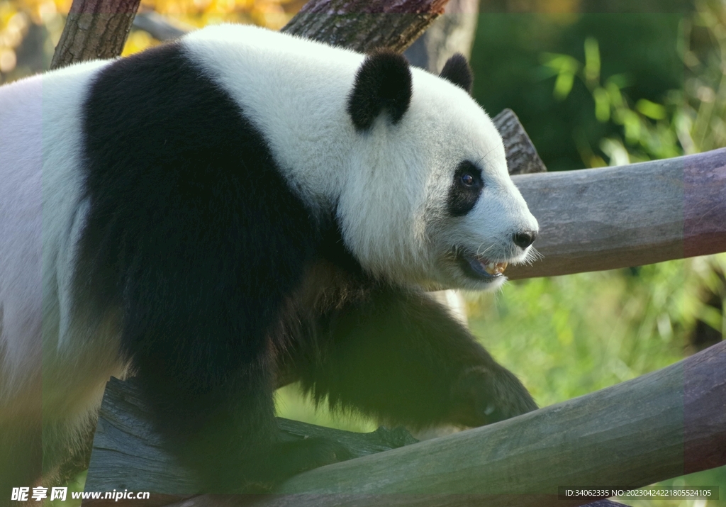 熊猫panda图片