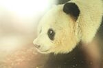 熊猫panda图片