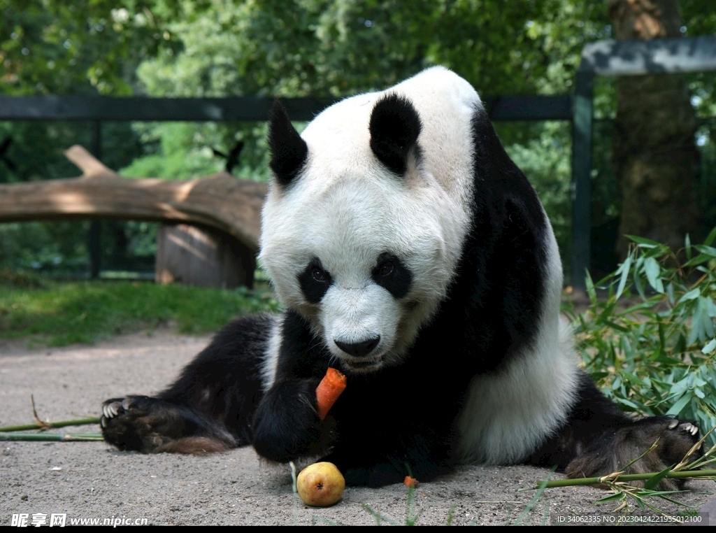 熊猫图片