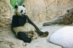 熊猫素材图