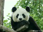 熊猫图片