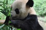 熊猫图片