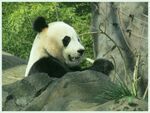 熊猫图片