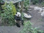熊猫图片