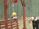 熊猫素材图