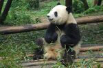 熊猫图片