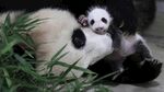 panda熊猫图片