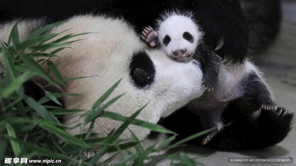 panda熊猫图片