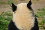 panda熊猫图片