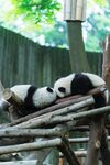 熊猫图片素材