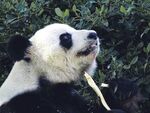 熊猫图