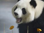 熊猫图片素材