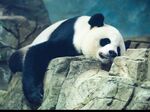 熊猫图片