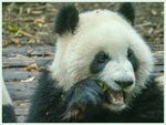 熊猫图片素材