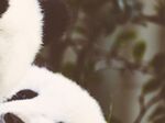 熊猫图