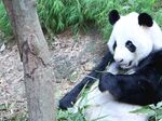 熊猫图片